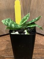 Paphiopedilum wardil alba x sib (2” Pot) - Image 4