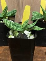 Paphiopedilum wardil alba x sib (2” Pot) - Image 5