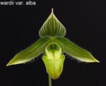 Paphiopedilum wardil alba x sib (2” Pot)
