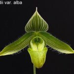 Paphiopedilum wardil alba x sib (2” Pot)