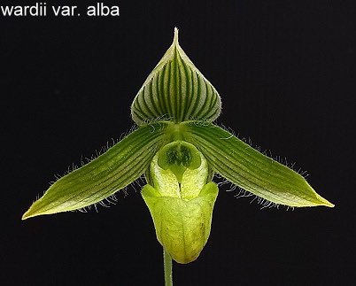 il_fullxfull.3921247809_81x2-1.jpg Paphiopedilum wardil alba x sib (2” Pot) - Image 1