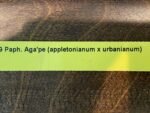 Paph. aga'pe (appletonianum x urbanianum) (2" pot) - Image 5