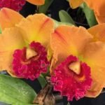 Rlc. Yingluck Smile 'Heart of Gold' (5" pot)