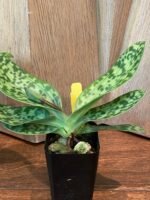 IN SPIKE Paph. sukhakulii x mohrianum (2.5” Pot) - Image 3