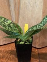 IN SPIKE Paph. sukhakulii x mohrianum (2.5” Pot) - Image 5