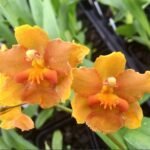 Burrageara Sunkissed ‘Buttercup’ (3” pot)