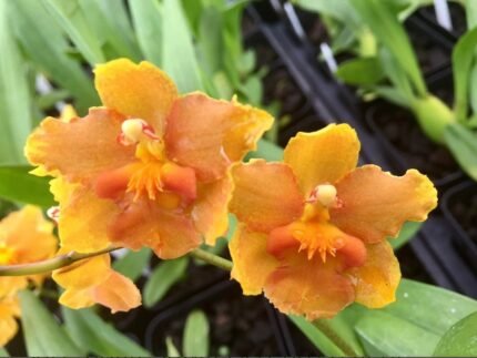 Burrageara Sunkissed ‘Buttercup’ (3” pot)