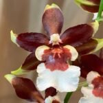 IN SPIKE- Oncda. Hula Halau ‘Volcano Splendor’ (3.5” Pot)