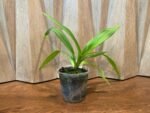 Phragmipedium Ouaisne (Eric Young ‘Rocket Fire’× dalessandroi ‘Acker’s Flamenco Dancer) (5”Pot) - Image 3