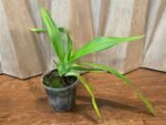 Phragmipedium Ouaisne (Eric Young ‘Rocket Fire’× dalessandroi ‘Acker’s Flamenco Dancer) (5”Pot)