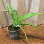 Phragmipedium Ouaisne (Eric Young ‘Rocket Fire’× dalessandroi ‘Acker’s Flamenco Dancer) (5”Pot)