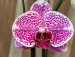 Phalaenopsis Large Leopard Prince In Spike (4.5" pot) - Image 2