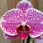 Phalaenopsis Large Leopard Prince In Spike (4.5" pot)