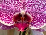 Phalaenopsis Large Leopard Prince In Spike (4.5" pot) - Image 4