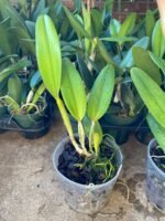 Rlc. Sharon King 'Volcano Queen' Blooming Size (5" Pot) - Image 5