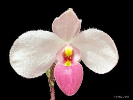 IN BUD Paph. Delenatii (Reg.) x Delenatii Dunkel (2” pot)