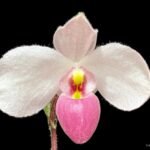 Paph. Delenatii (Reg.) x Delenatii Dunkel Blooming Size (2” pot)