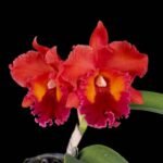 Rlc. Nakornchaisri ‘Red’ (3.5" Pot)