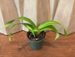 Phrag. Karen Sue (Red Rocket 4N x kovachii) (Multi-Growths, 5" pot) - Image 3