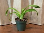 Phrag. Karen Sue (Red Rocket 4N x kovachii) (Multi-Growths, 5" pot) - Image 4