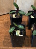 Paph. Catherine Briois x delenatii v. dunkel (2” pot) - Image 3