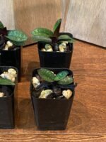 Paph. Catherine Briois x delenatii v. dunkel (2” pot) - Image 5