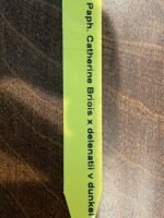 Paph. Catherine Briois x delenatii v. dunkel (2” pot) - Image 6