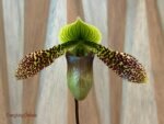 In Bud Paph. Duguesclin (sukhakulii x mohrianum) (3.5" pot) - Image 2
