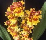 Wilsonara Pacific Passage ‘Peach Cobbler’ (3.5” pot)