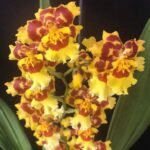 Wilsonara Pacific Passage ‘Peach Cobbler’ (3.5” pot)