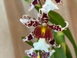 IN SPIKE - Ondontocidium Rex’s Luck ‘Firefly’ (3.5” pot) - Image 2
