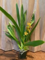 IN SPIKE - Wilsonara Pacific Passage 'Peach Cobbler' (3.5" pot) - Image 3