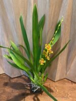 IN SPIKE - Wilsonara Pacific Passage 'Peach Cobbler' (3.5" pot) - Image 4