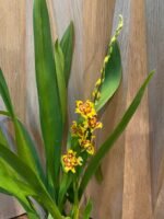 IN SPIKE - Wilsonara Pacific Passage 'Peach Cobbler' (3.5" pot) - Image 5