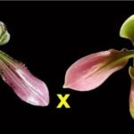 IN SPIKE- Paph. aga'pe (appletonianum x urbanianum) (3.5" pot)