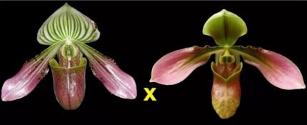 IN SPIKE- Paph. aga'pe (appletonianum x urbanianum) (3.5" pot)