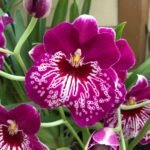Miltoniopsis Morris Chestnut 'H171' (3.5” pot)
