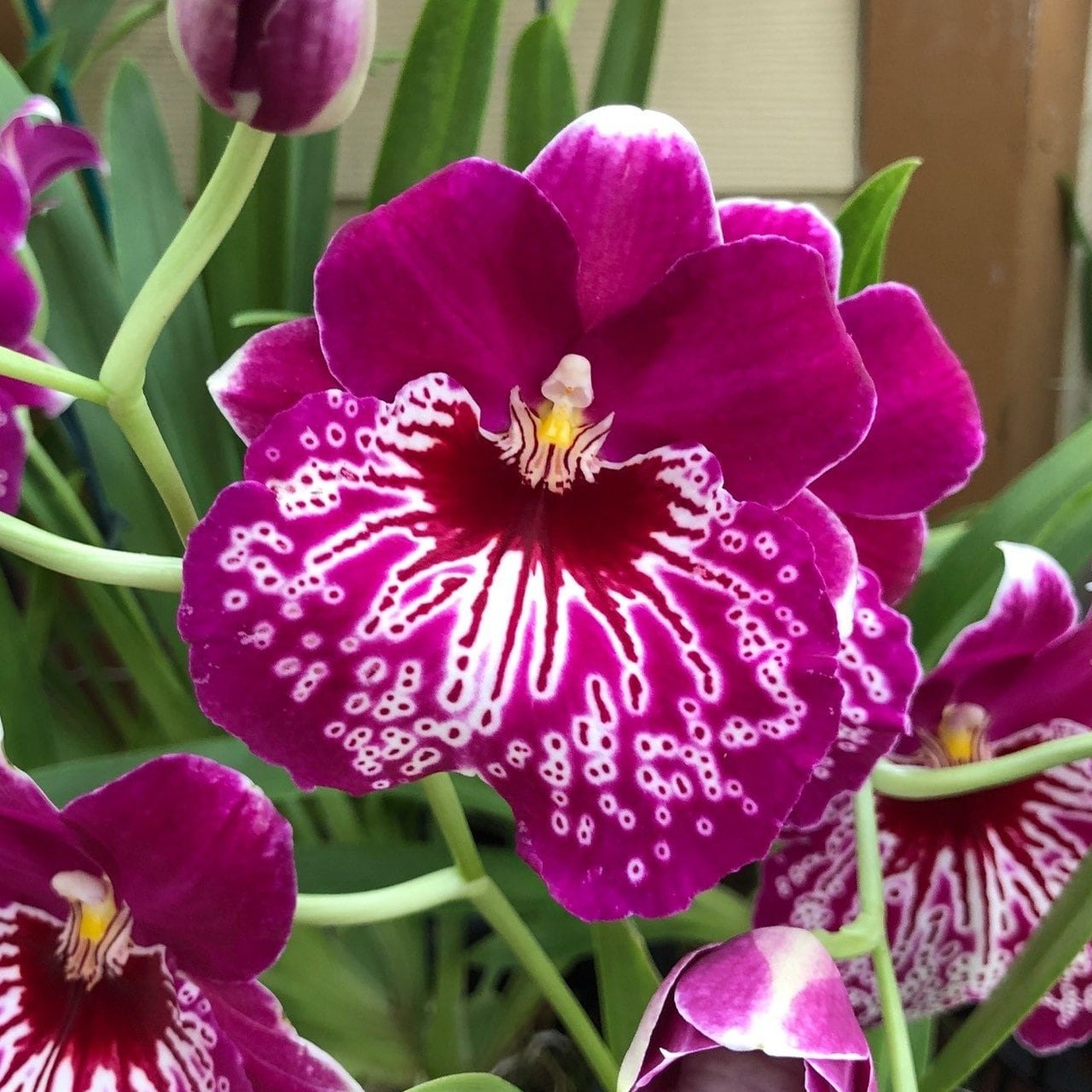 il_fullxfull.3981544782_ttri.jpg Miltoniopsis Morris Chestnut 'H171' (3.5” pot) - Image 1