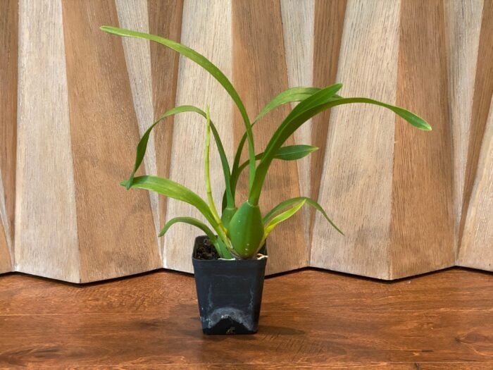 IN SPIKE- Oncidesa Gower Ramsey ‘Orange’ (3.5” Pot) - Image 5