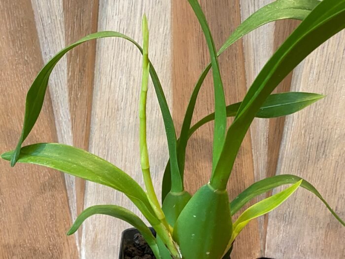 IN SPIKE- Oncidesa Gower Ramsey ‘Orange’ (3.5” Pot) - Image 6