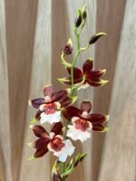 IN SPIKE- Oncda. Hula Halau ‘Volcano Splendor’ (3.5” Pot) - Image 2