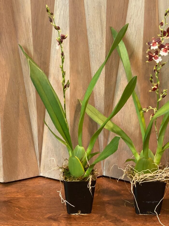 IN SPIKE- Oncda. Hula Halau ‘Volcano Splendor’ (3.5” Pot) - Image 6