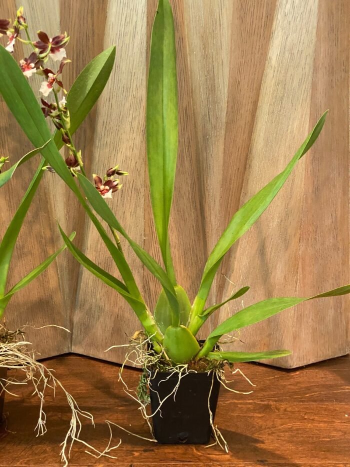IN SPIKE- Oncda. Hula Halau ‘Volcano Splendor’ (3.5” Pot) - Image 8