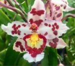 IN SPIKE- Wils. Habibi ‘Pacific Pleasure’ (3.5” Pot)