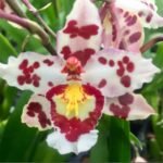 IN SPIKE- Wils. Habibi ‘Pacific Pleasure’ (3.5” Pot)