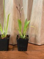 IN SPIKE- Wils. Habibi ‘Pacific Pleasure’ (3.5” Pot) - Image 5