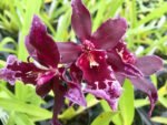 Vuylstekeara Melissa Brianne ‘Dark’ (2.5” Pot)