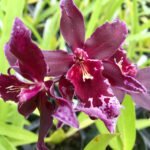 Vuylstekeara Melissa Brianne ‘Dark’  (2.5” Pot)