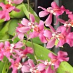 Oncidium Twinkle ‘Pink Profusion’ (Sweet Fragrance, 2” Pot)