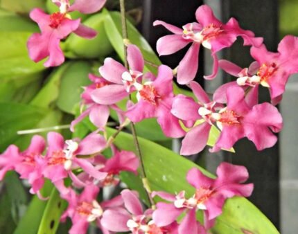 2 SPIKES - Sweet Fragrant Mini Oncidium Twinkle Pink Profussion (3” Pot)